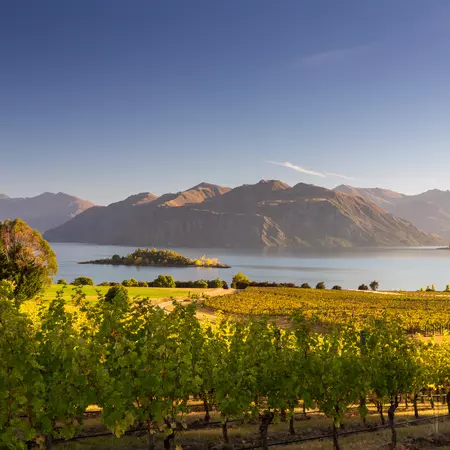 Vineyard on Lake Wanaka