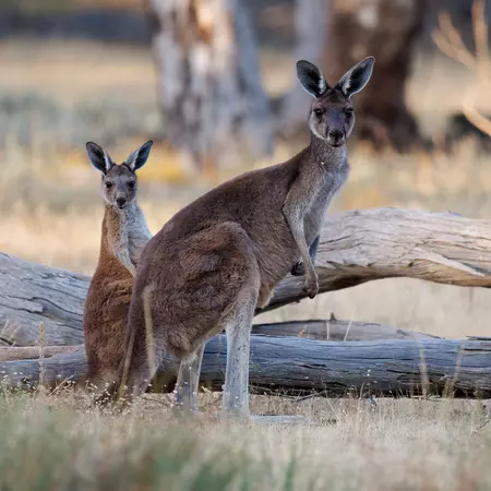 Western Grey Kangaroos