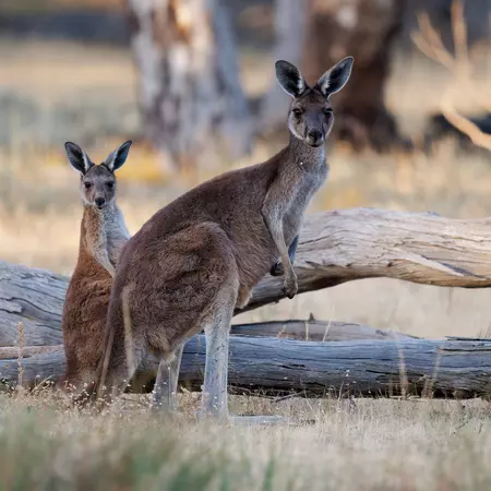 Western Grey Kangaroo