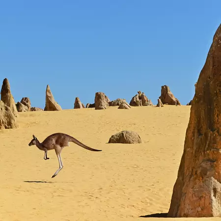 Western grey kangaroos, Pinnacles Desert