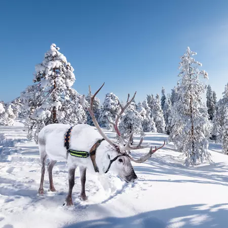 A white reindeer in Finish Lapland