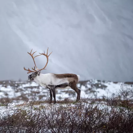 Wild Reindeer
