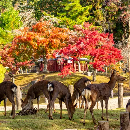 Wild deer in Nara park