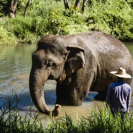 Wild elephant taking a bath, Chiang Mai