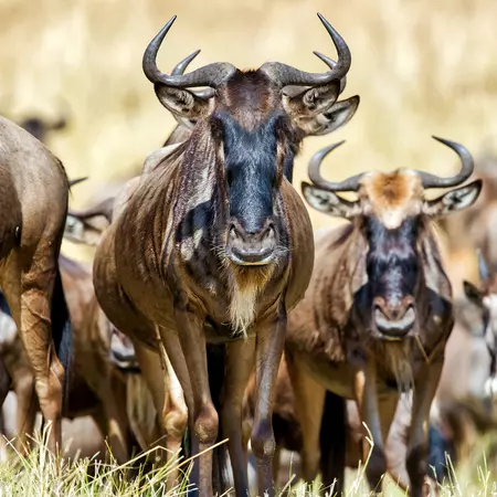 Wildebeests