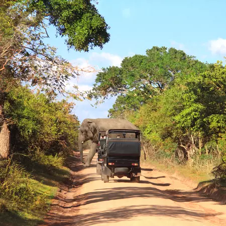  Car safari in Yala National Park, Sri Lanka 