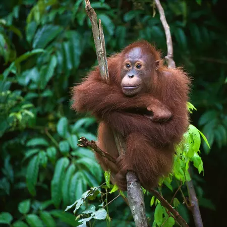 Young Orangutan