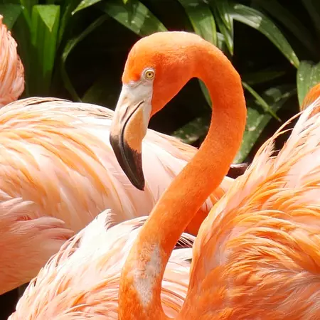 Yucatan Flamingos