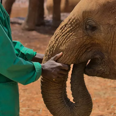 a keeper touches the trunk of a young orphaned african elephant