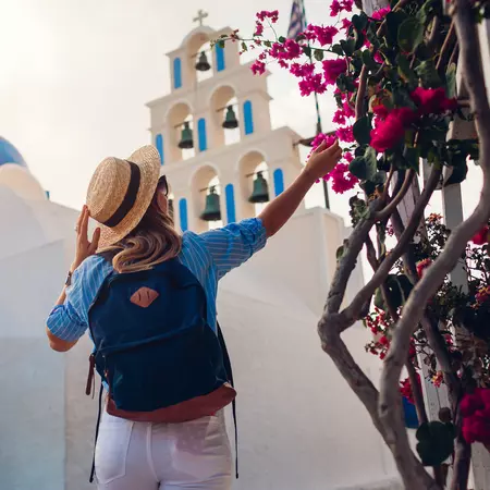 Blooming bougainvillea flowers in Akrotiri