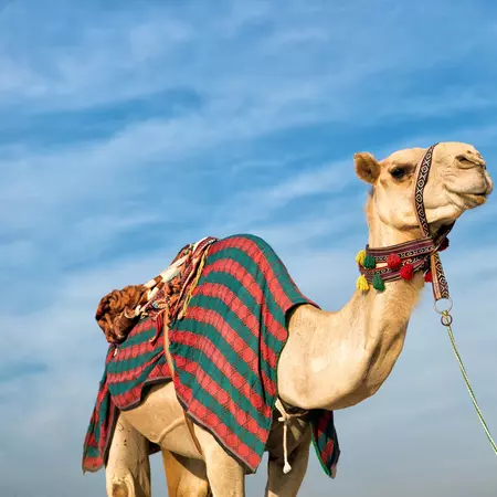 Desert Camel, Dubai