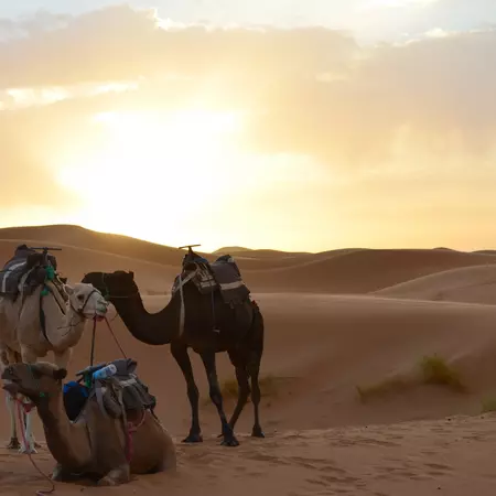 Camels in Atlas Mountains, Morocco