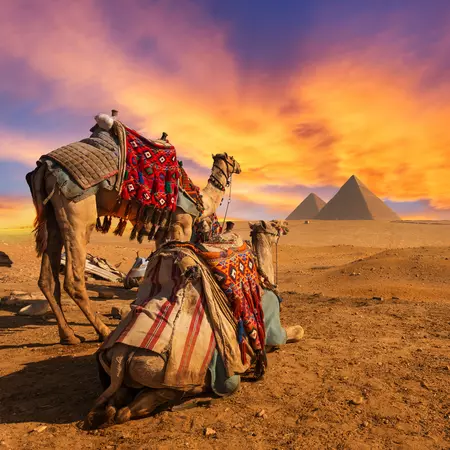 Camels in Cairo