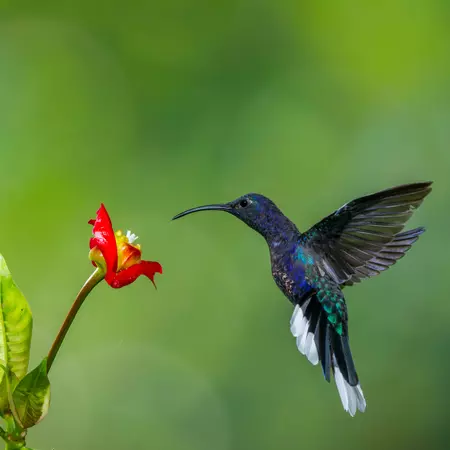 Colibrì hummingbird