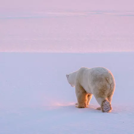 Polar bear