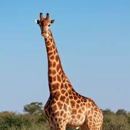 Giraffe