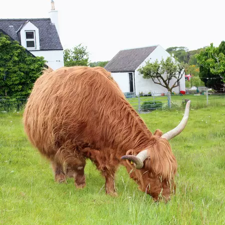 Highland cow