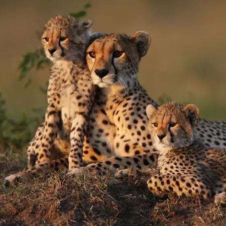 Cheetah Family
