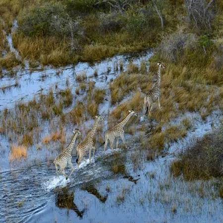 Giraffes