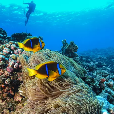 Coral Reef