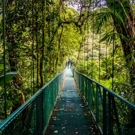 Hanging Bridges in Cloudforest
