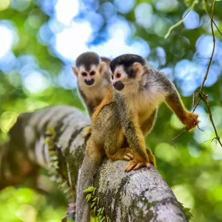 Squirrel Monkeys