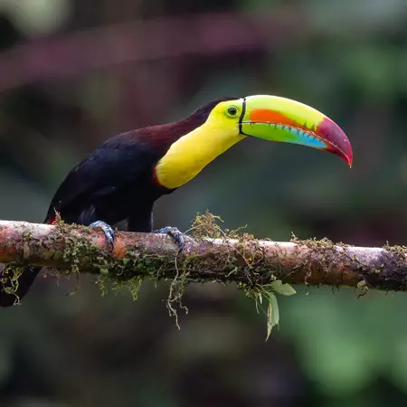 Keeled-bill Toucan