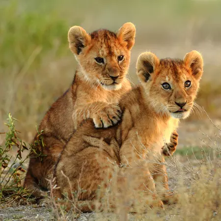Kenya lion cubs