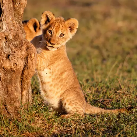 Lion cub in Masai Mara