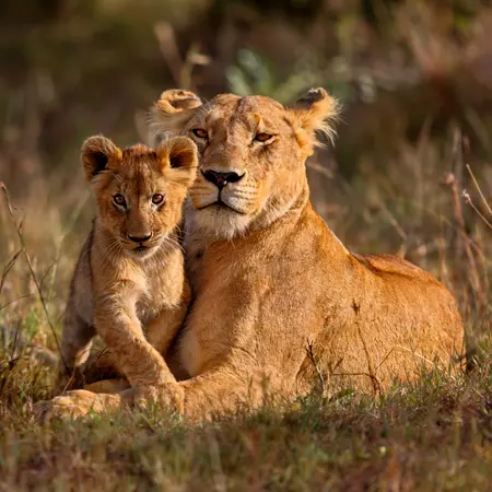 Lion mother