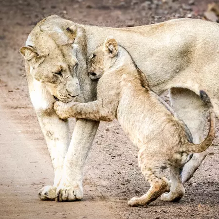 Lioness & Cub