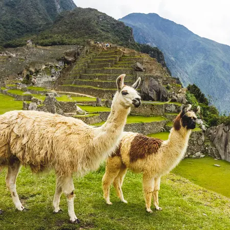 llama in the Incan citadel Machu Picchu