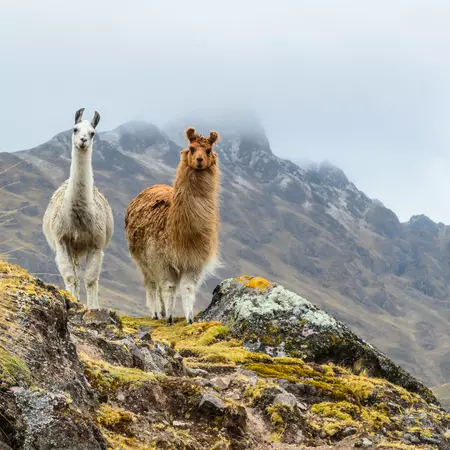 llamas
