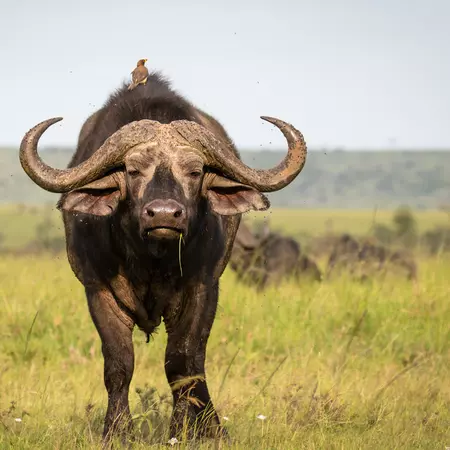 Cape Buffalo, Olare Motorogi Conservancy,