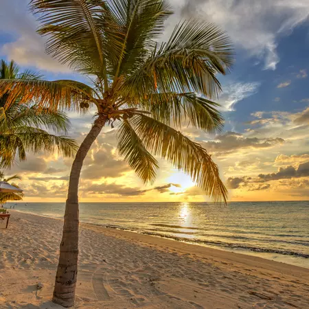 mauritius palm