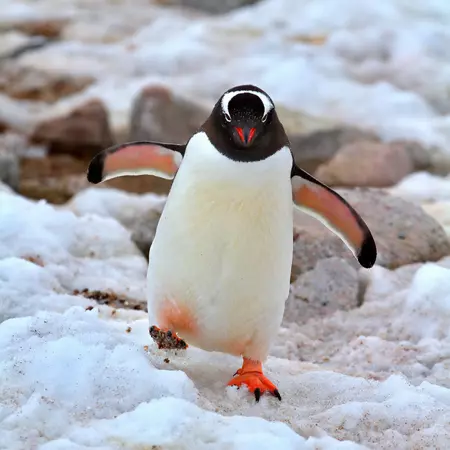 Gentoo Penguin Hustling Through the Snow