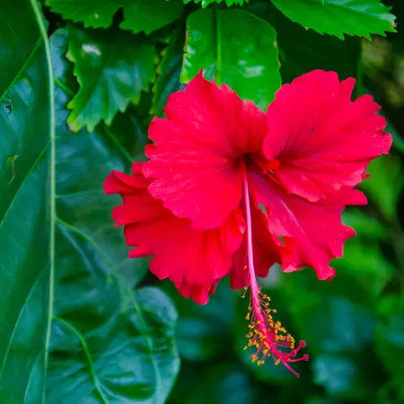  Closeup of a red Shoeblackplant under the sunlight in the Savai'i island, Samoa 