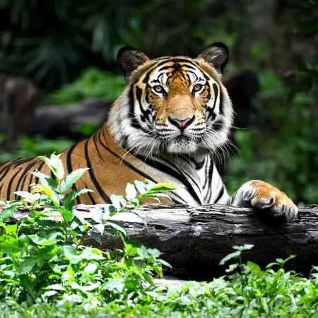A Tiger in India