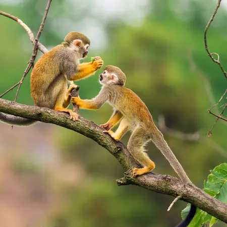 Squirrel Monkeys