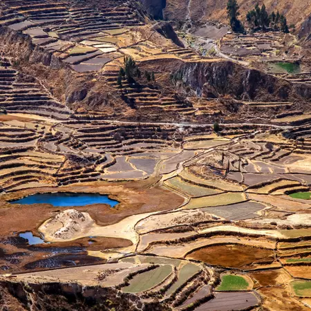 Terrace Fields in the Colca Canyon