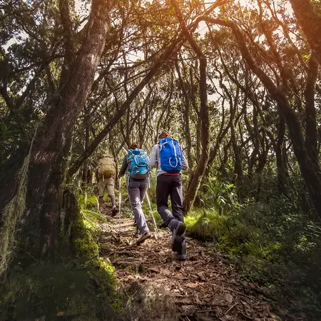 Trekking poles Kilimanjaro Summit