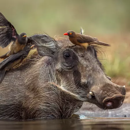 Warthog in Botswana