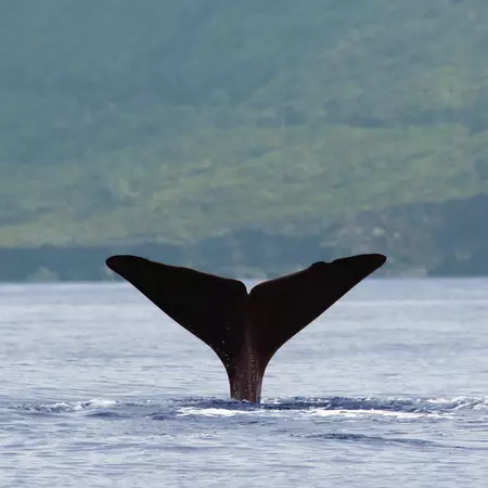 whale tail