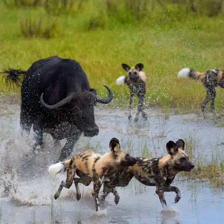 Wild dogs and buffalo in Botswana