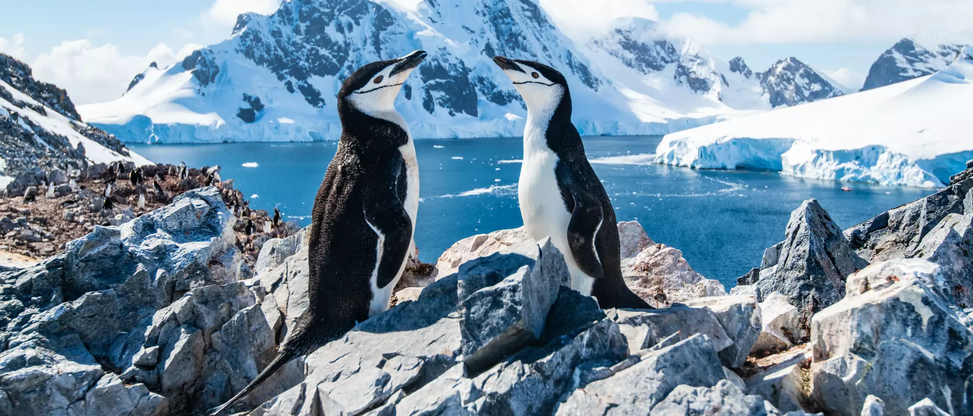 chinstrap penguins on rocks with icy backdrop of Antarctica