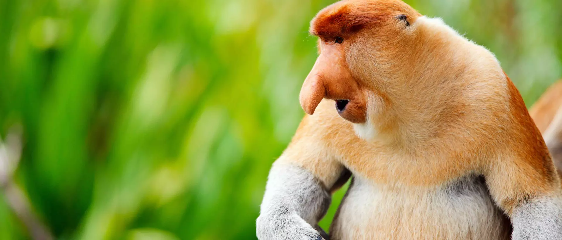 Proboscis monkey endemic of Borneo island in Malaysia.