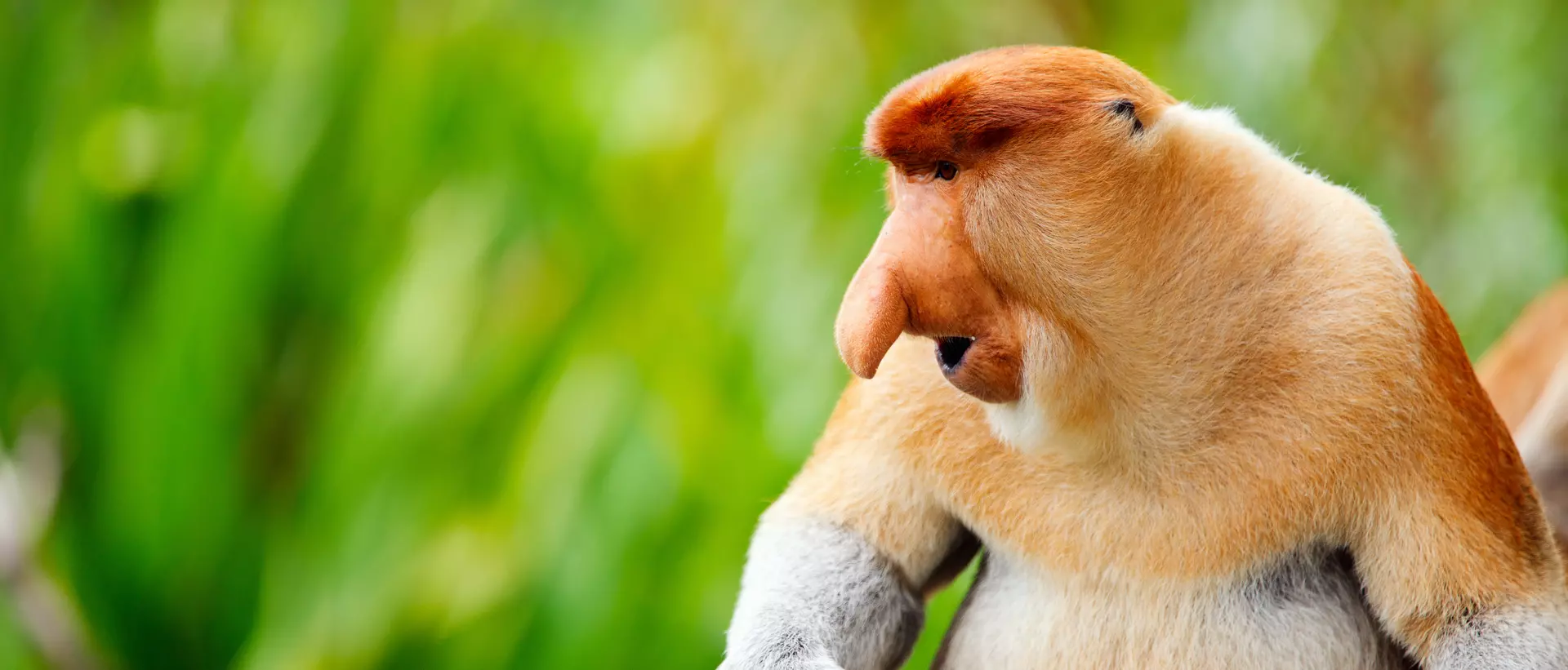 Proboscis monkey endemic of Borneo island in Malaysia.
