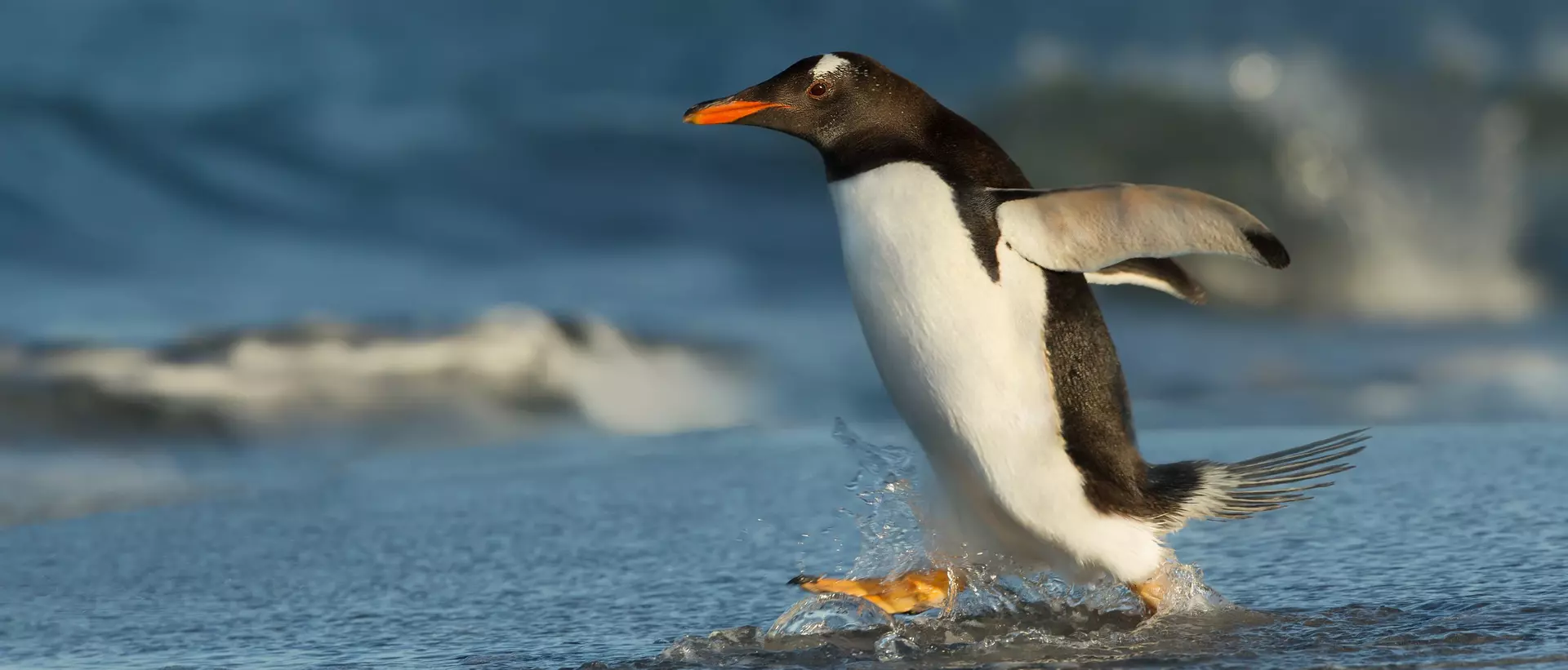 A gentoo penguin running to the ocean in the Falkland islands.
