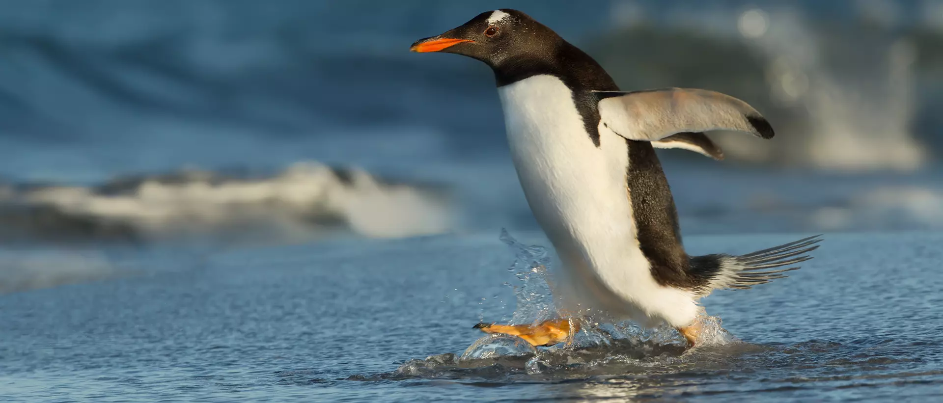 A gentoo penguin running to the ocean in the Falkland islands.