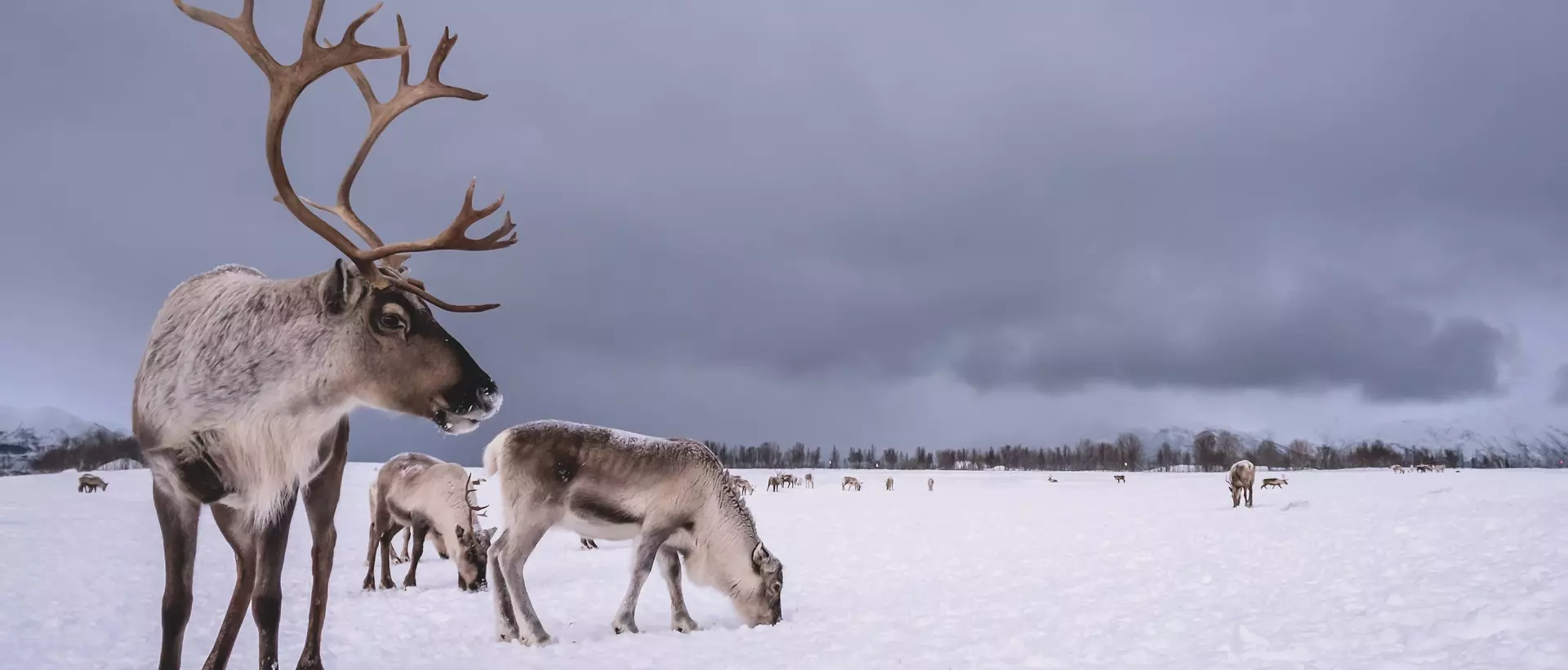 Reindeer in snow, Tromso region, Northern Norway.